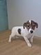 Jack Russel