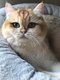 Sweet Caramel british sh black Golden shell 4ans