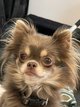 Chihuahua lavande femelle