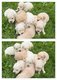 Magnifiques chiots Golden Retriever à réserver