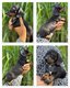 Magnifique chiot teckel nain mâle dispo de suite