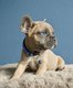 1 mâle bouledogue français