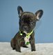 1 mâle bouledogue français