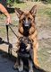 Berger allemand