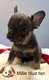 Bouledogue français