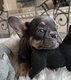 Bouledogue français