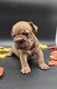 Chiots bouledogue français