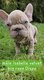 Chiots bouledogue...