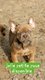 Chiots bouledogue...