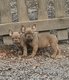 Chiots bouledogue français