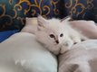 Ragdoll super câlin