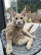 Maine Coon