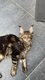 Adorable Ado Maine Coon