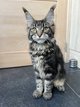 Adorable Ado Maine Coon