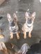 Chiots berger allemand