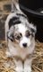 Chiots bergers australiens