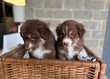 Chiots bergers australiens