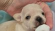 Chihuahua poil court avec pedigree