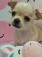 Chihuahua poil court avec pedigree
