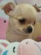 Manifiques Chihuahuas avec pedigree