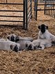 Chiots Berger d'Anatolie