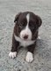 6 magnifiques Border collie