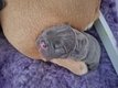 5 superbes bouledogues bleu tan et caille bleu