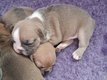 1 superbe bouledogue mâle caille bleu fawn