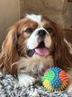 Chiots Cavalier King Charles chez particulier