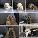 Chiots Shihba-inu