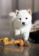 Chiots Shihba-inu