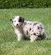Adorables Berger Australien