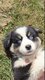 Adorables Berger Australien