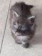 Maincoon polydactyl