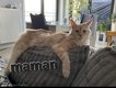 Bebe maincoon a réserver