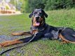 à Donner Beauceron pour ferme, fermier...