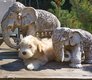 Maltipoo