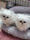 Bébés persans silver shaded