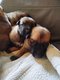 Superbes chiots malinois pure race