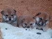 Magnifiques chiots shiba inu