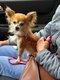 Cookie - Chihuahua beige mi-long - 5 ans et demi