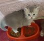 British shorthair ou longhair