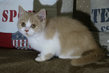 British shorthair crème et blanc disponible