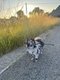 Blue Spitz male merle