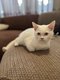 Chaton British Shorthair (Colorpoint)