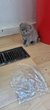 Chaton british shorthair  scottish fold  lilac