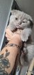 Chaton british shorthair  scottish fold  lilac