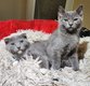 Beaux chatons ragdoll x scottish bleu