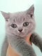 Beaux chatons annonce à  jour