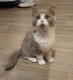 Beaux chatons ragdoll x scottish bleu